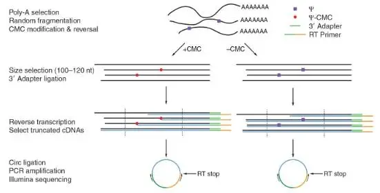假尿苷（Ψ）修飾研究：Ψ-seq、BID-seq、BACS與納米孔技術(shù)的全面對(duì)比